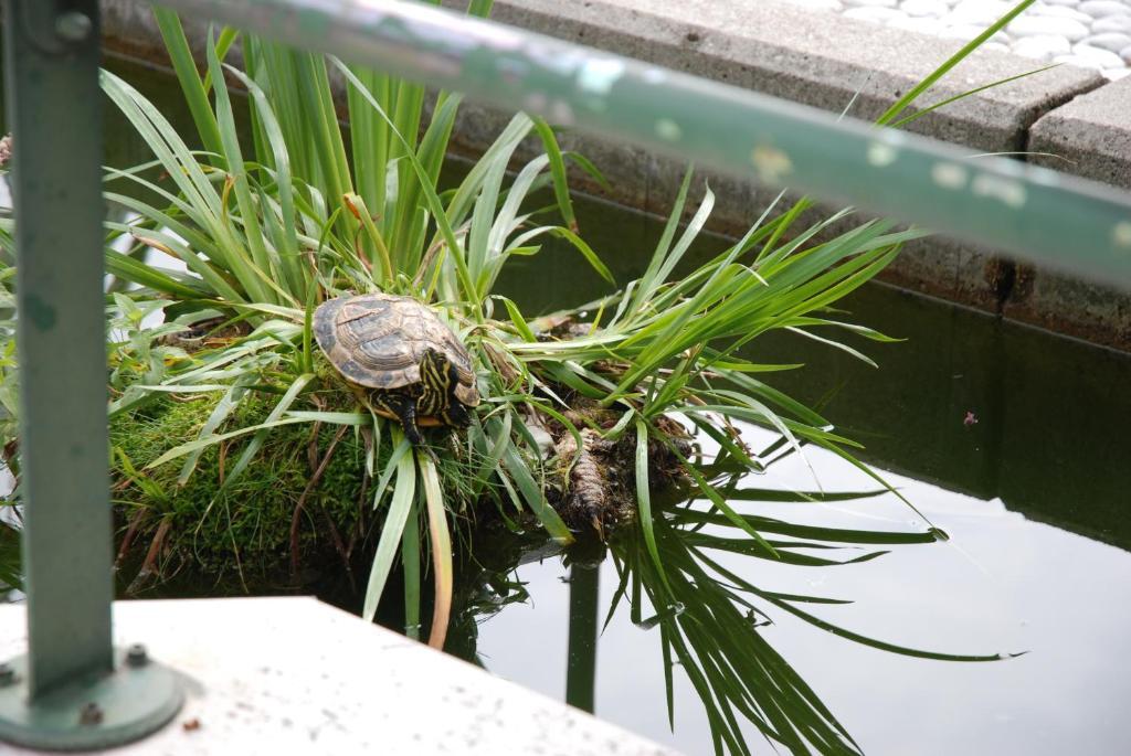 Отель Al Giardino Fanna Экстерьер фото